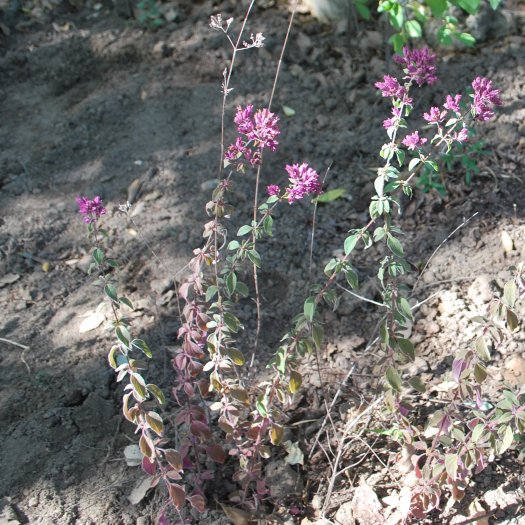 Origanum vulgare  subsp. Virens